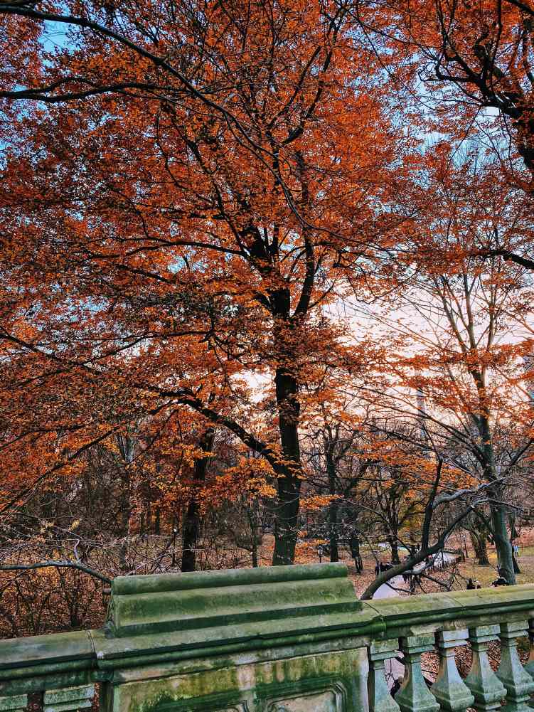 Autumn Leaves in Central Park-min